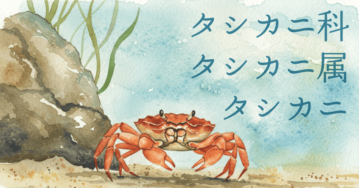 タシカニ市場